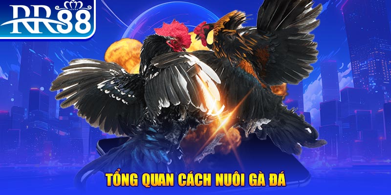 44win55 VA Điện Tử