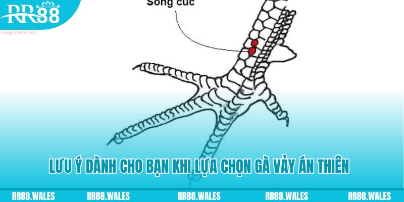 44win55 xổ số đồng nai