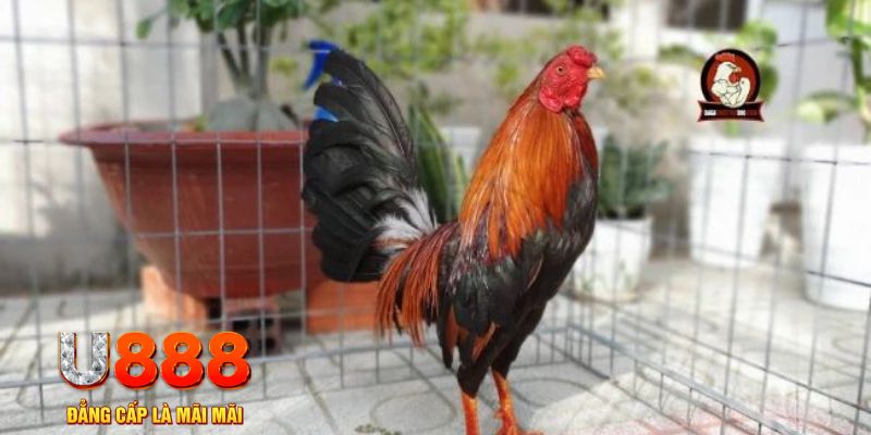44win55 casino máy tính